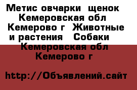 Метис овчарки, щенок - Кемеровская обл., Кемерово г. Животные и растения » Собаки   . Кемеровская обл.,Кемерово г.